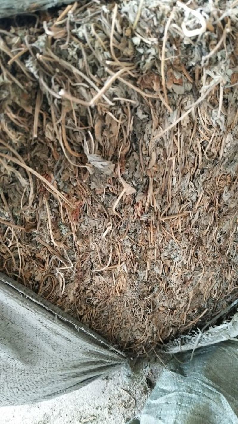 益母草