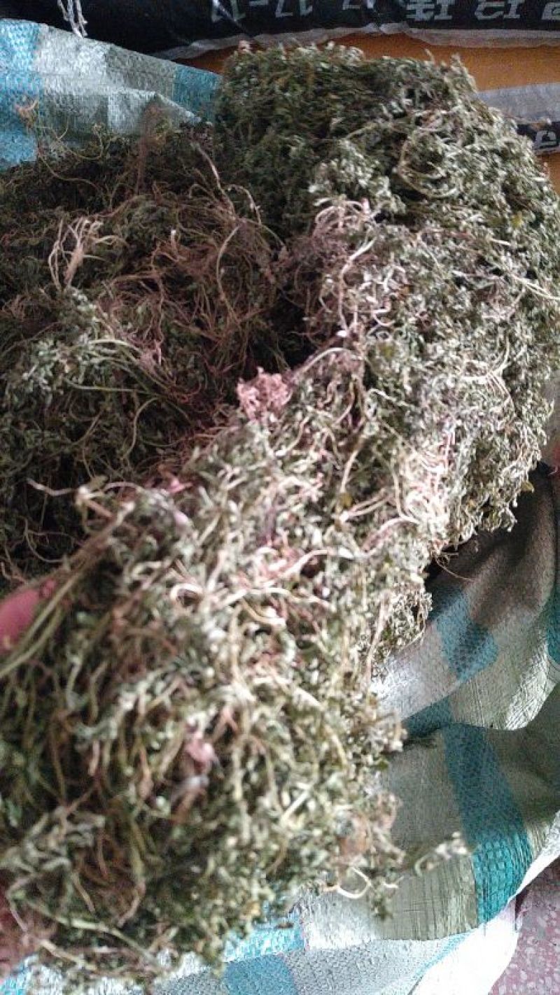 鹅不食草(手捡青无杂选货)