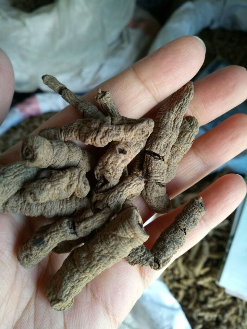 巴戟天巴戟肉抽芯选货干货2斤起包邮