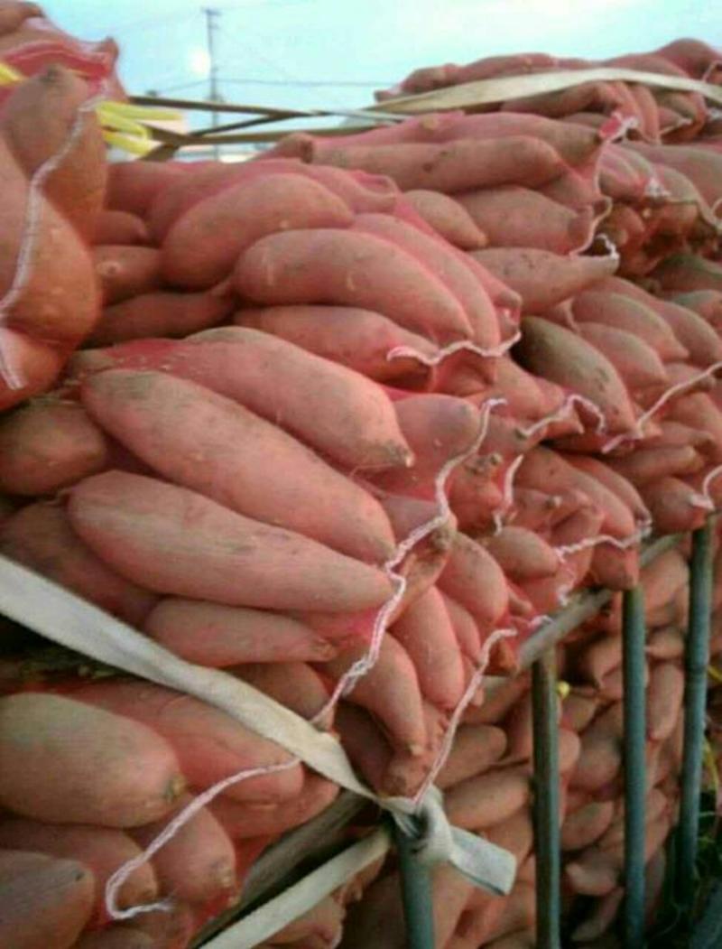 （热销）红薯龙薯九，北京553，烟薯25产地直供量大从优