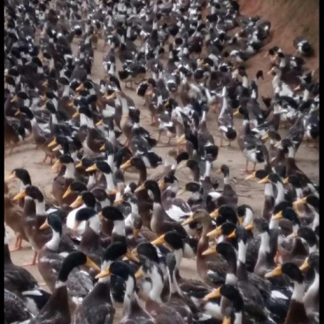 绍兴小公鸭