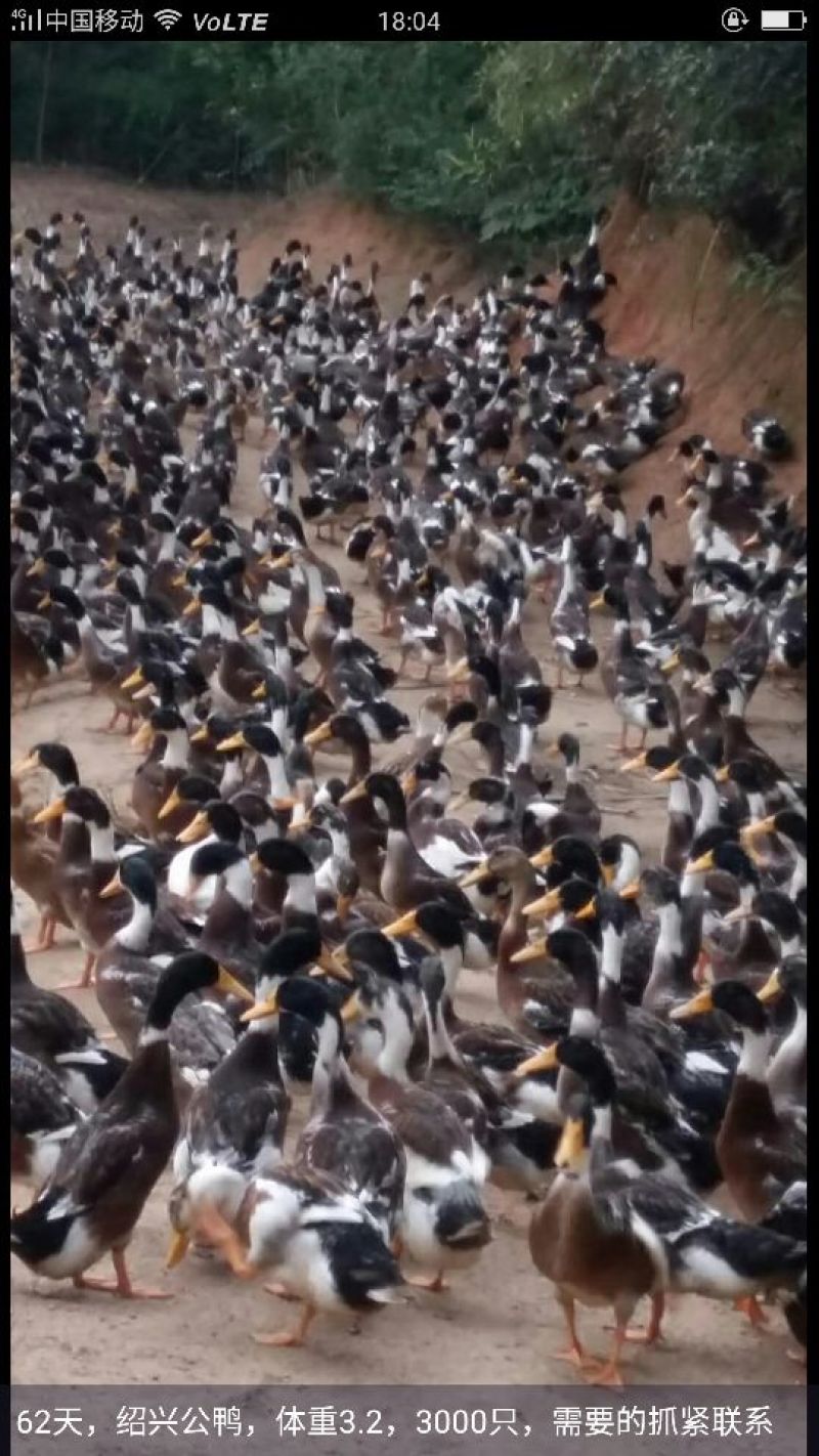 绍兴小公鸭