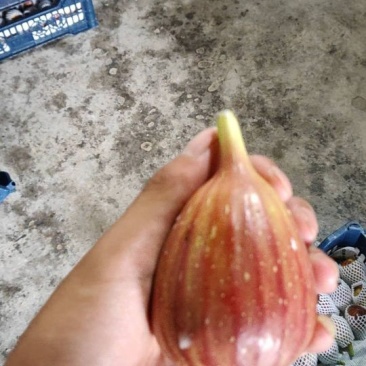 无花果