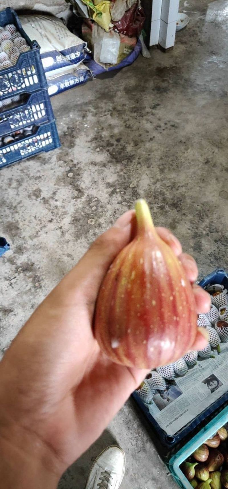 无花果