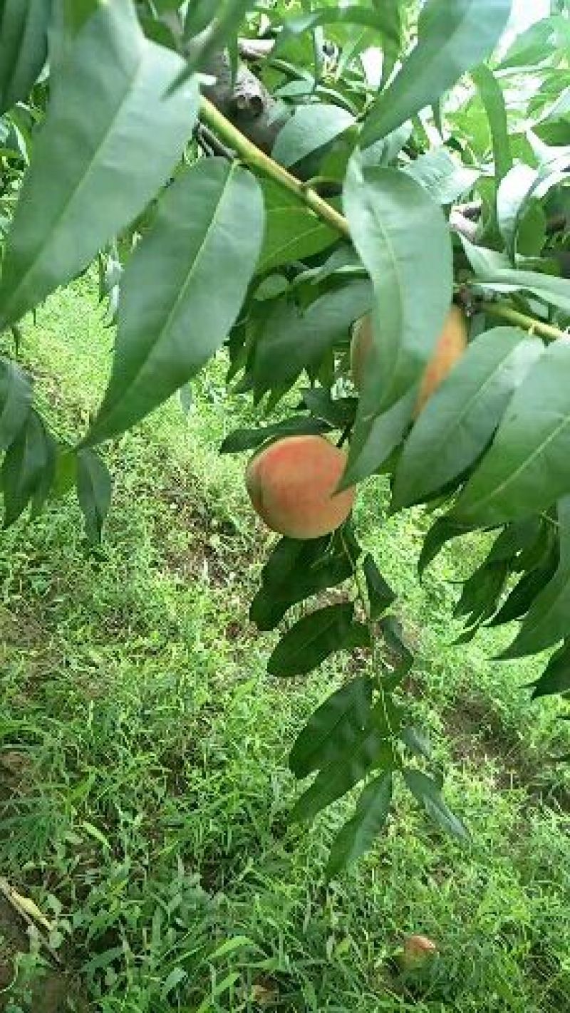 精品毛桃廊坊现摘现发量大从优价格优惠