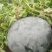 黑皮西瓜8斤打底9成熟1茬