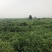 黑皮西瓜8斤打底9成熟1茬