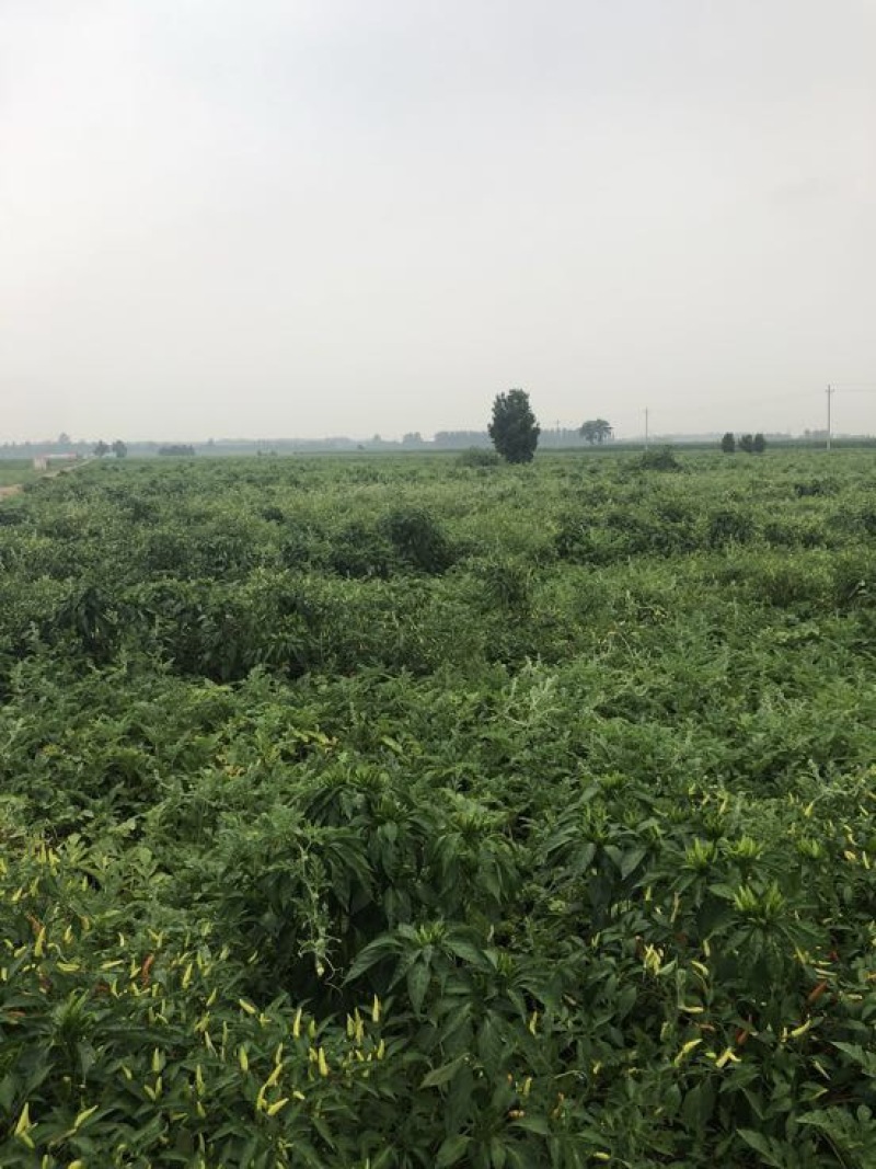 黑皮西瓜8斤打底9成熟1茬