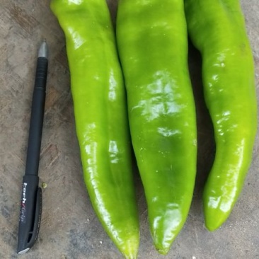 大牛椒