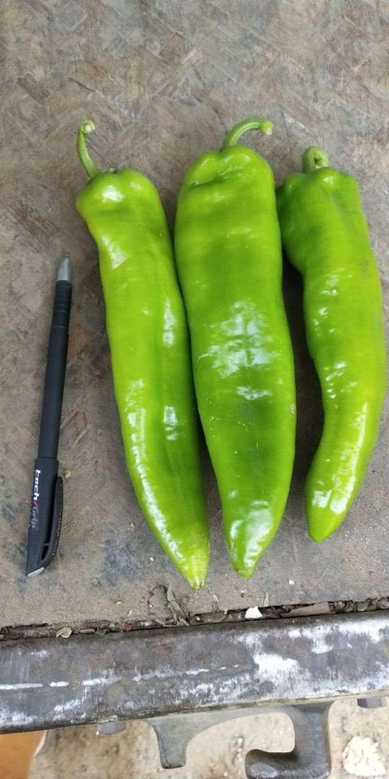 大牛椒