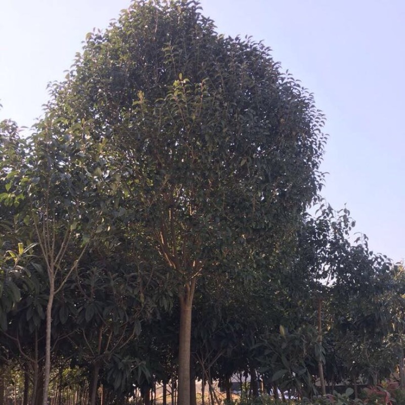 女贞4cm以下