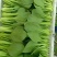 精品油菜蔬菜内有大型冷库本公司发票冷链物流配送一条龙服务
