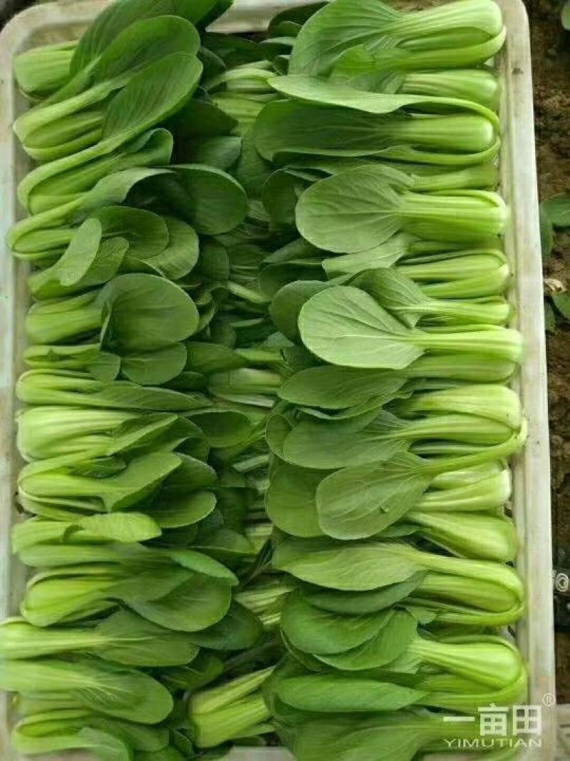 精品油菜蔬菜内有大型冷库本公司发票冷链物流配送一条龙服务