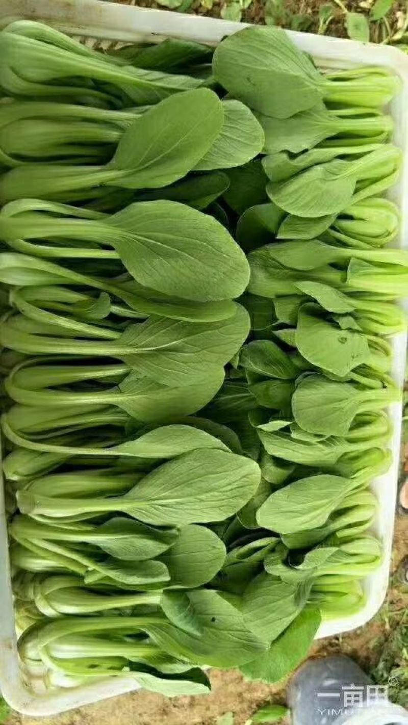 精品油菜蔬菜内有大型冷库本公司发票冷链物流配送一条龙服务