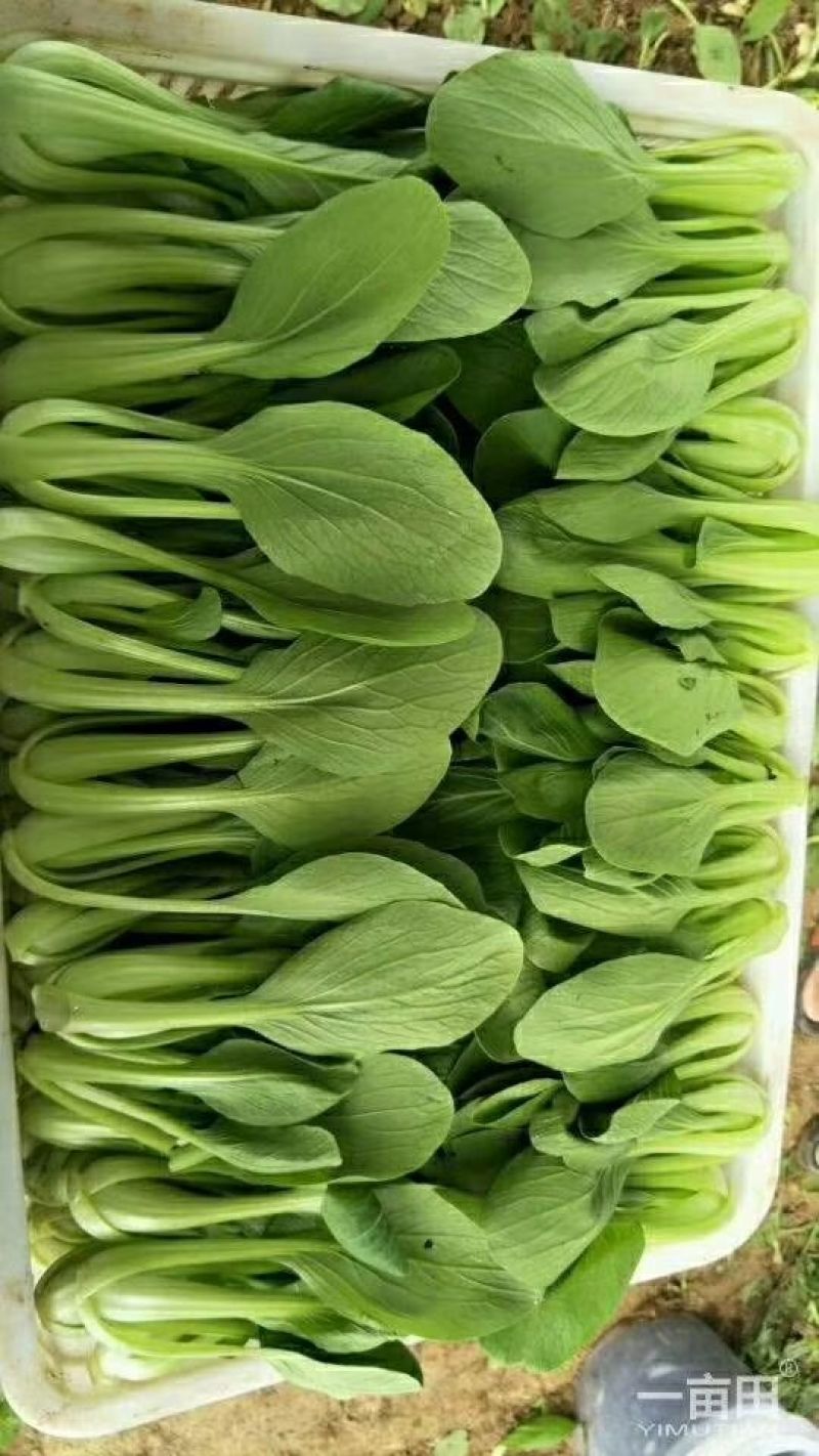 精品油菜蔬菜内有大型冷库本公司发票冷链物流配送一条龙服务