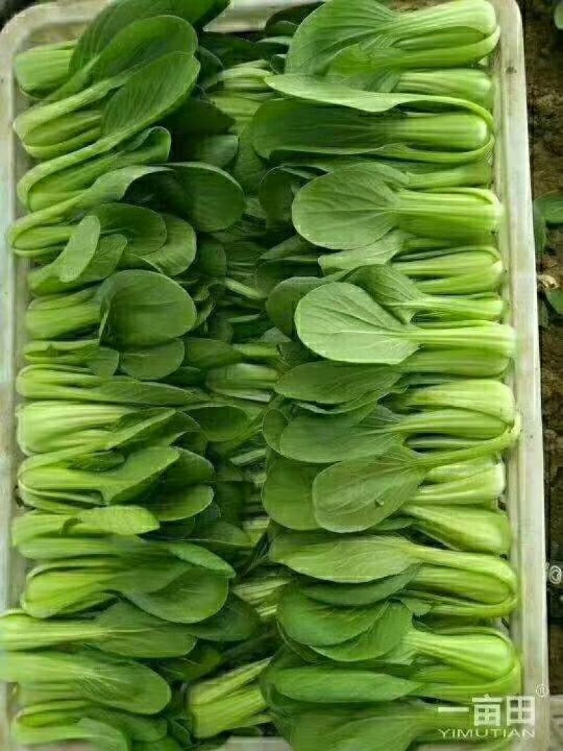 精品油菜蔬菜内有大型冷库本公司发票冷链物流配送一条龙服务