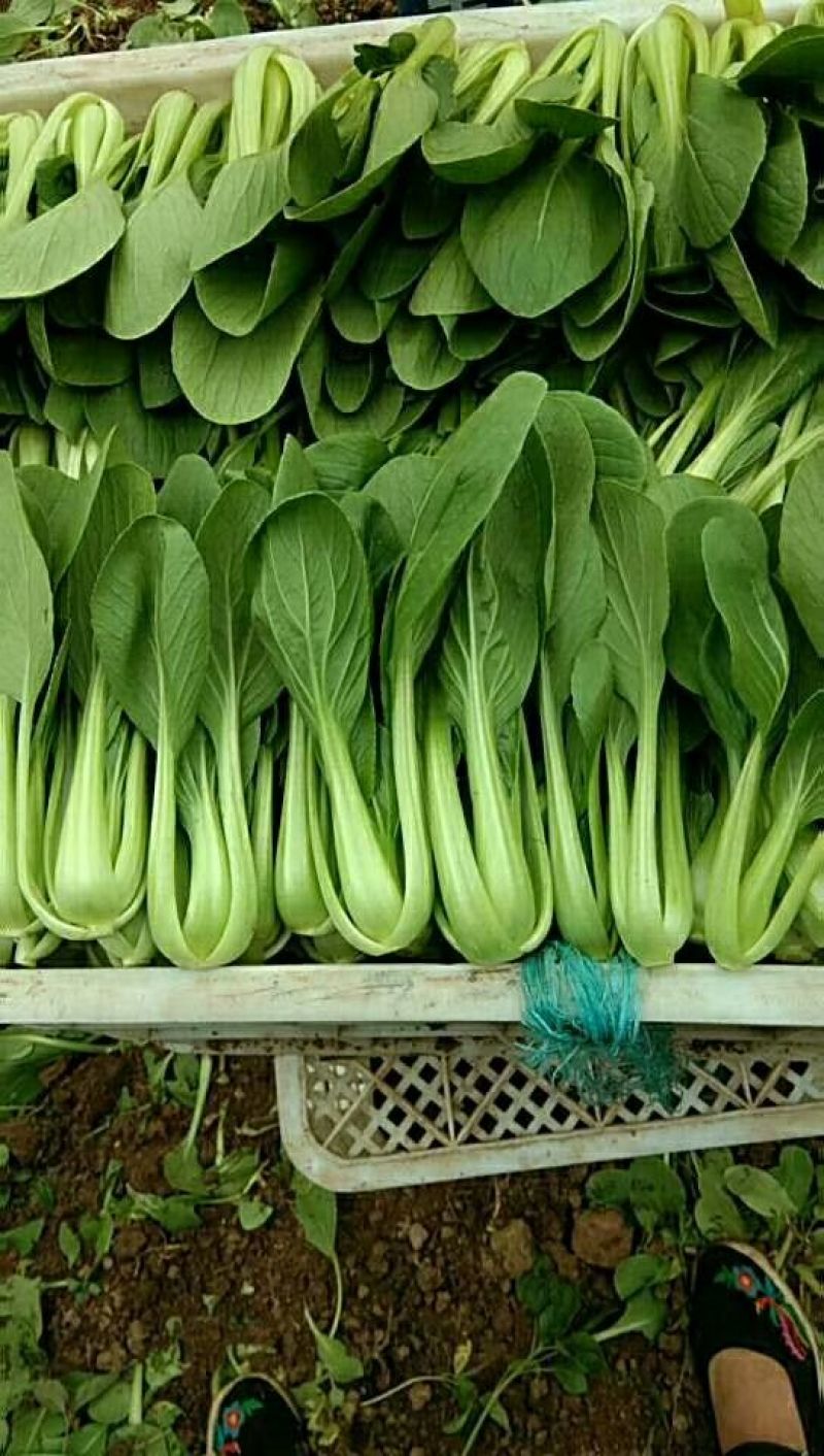 精品油菜蔬菜内有大型冷库本公司发票冷链物流配送一条龙服务