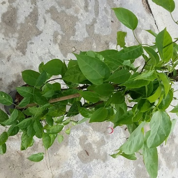 精品炮仗花绿化篱笆墙花开鲜艳，基地直销现挖现发，提供技术