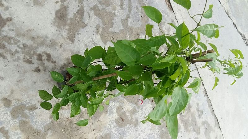 精品炮仗花绿化篱笆墙花开鲜艳，基地直销现挖现发，提供技术