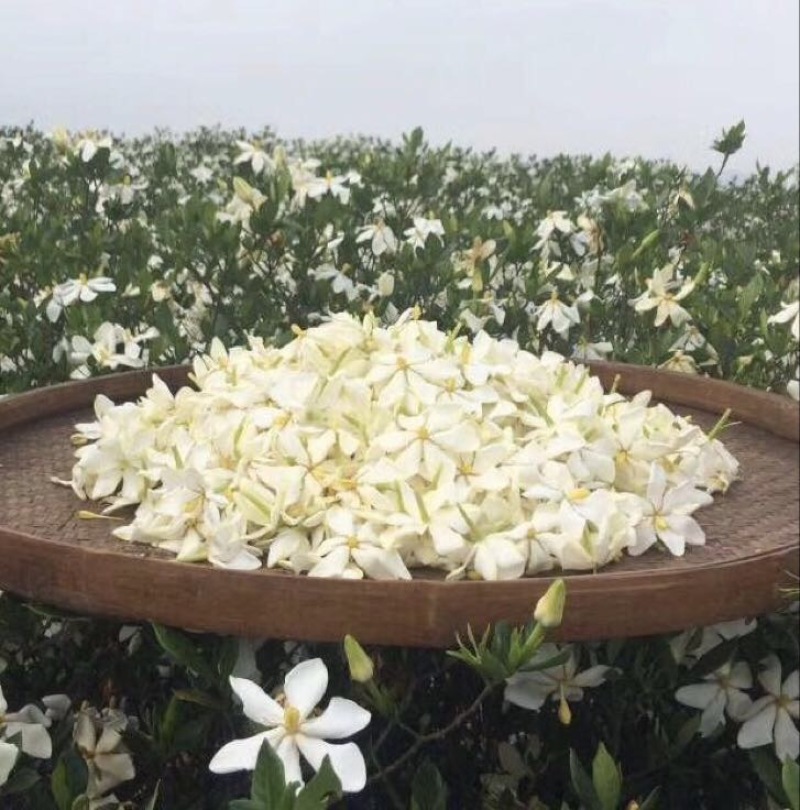 栀子花20cm以上4~6cm0.5米以下