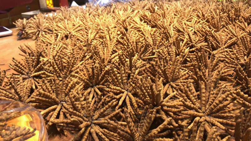 冬虫夏草散装干货各种规格10克起包邮