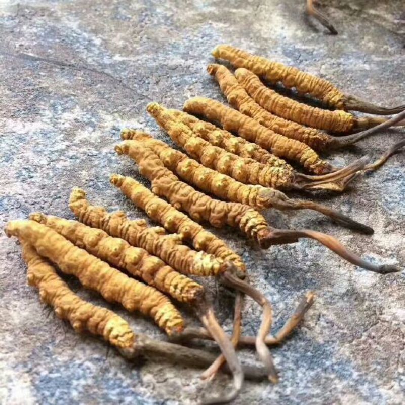 冬虫夏草散装干货各种规格10克起包邮