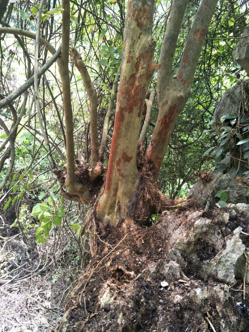 野生紫薇
