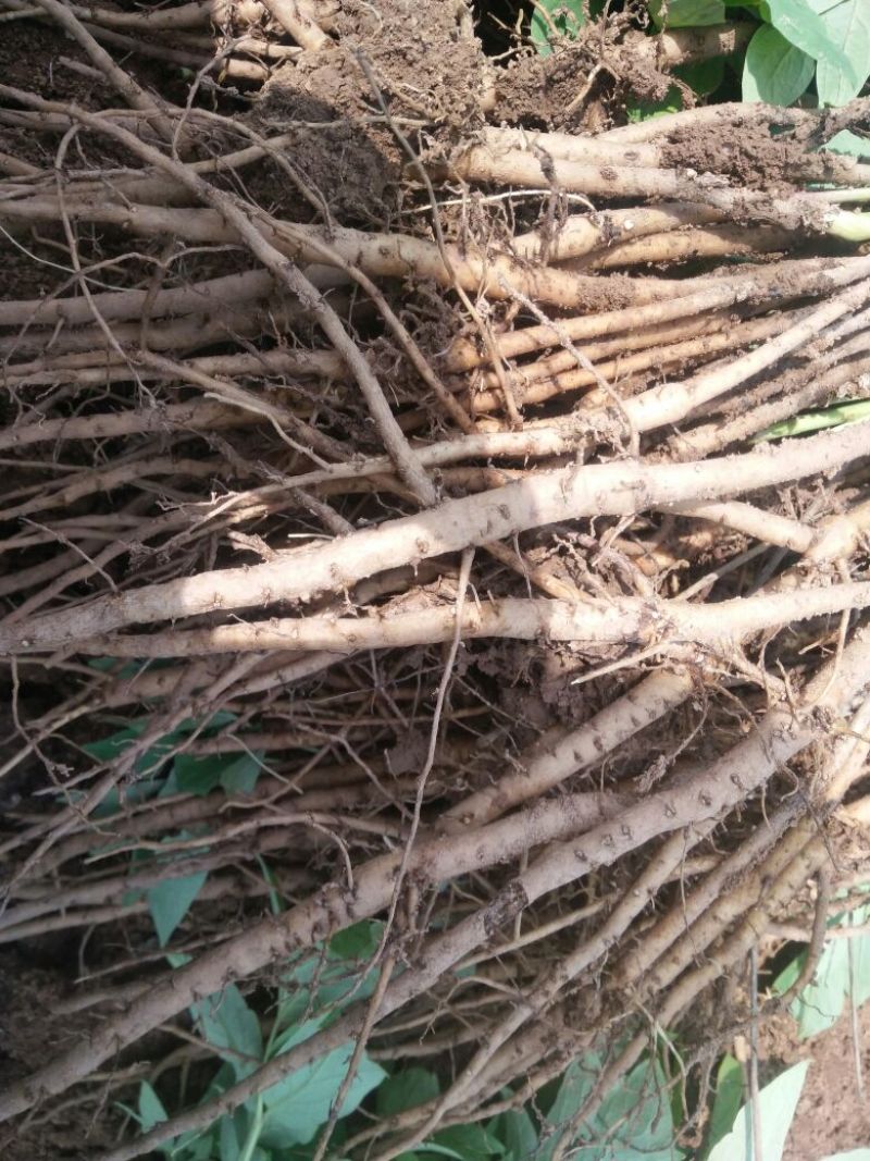 油用牡丹苗，牡丹苗，油牡丹苗，药用牡丹苗，牡丹一年苗二年