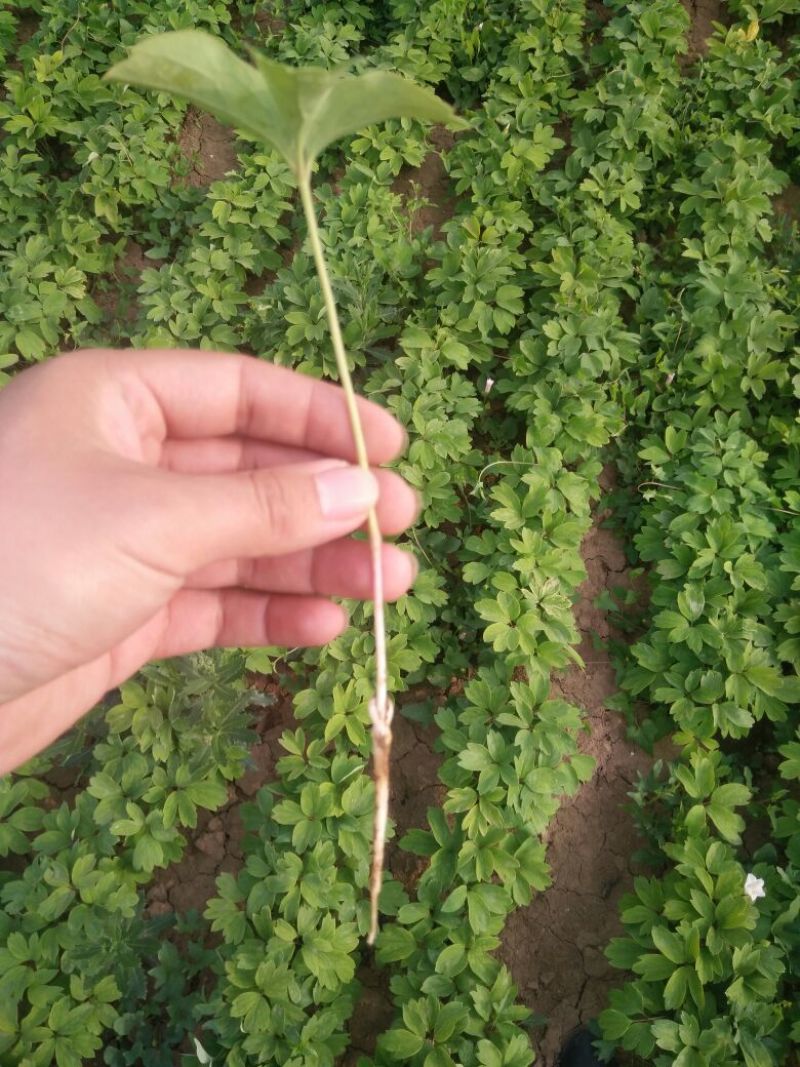 油用牡丹苗，牡丹苗，油牡丹苗，药用牡丹苗，牡丹一年苗二年