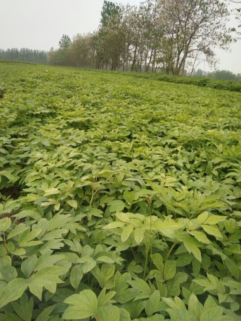 油用牡丹苗，牡丹苗，油牡丹苗，药用牡丹苗，牡丹一年苗二年