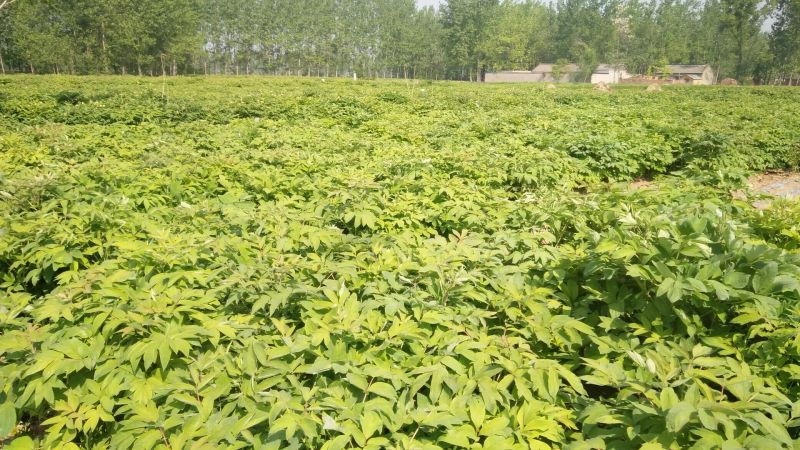 油用牡丹苗，牡丹苗，油牡丹苗，药用牡丹苗，牡丹一年苗二年