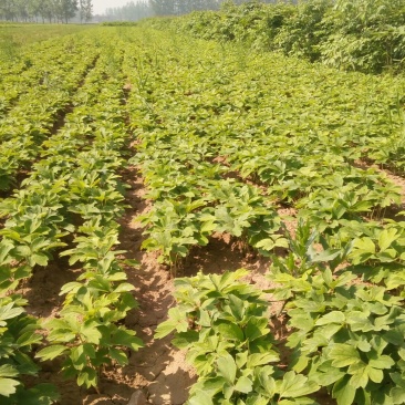 油用牡丹苗，牡丹苗，油牡丹苗，药用牡丹苗，牡丹一年苗二年