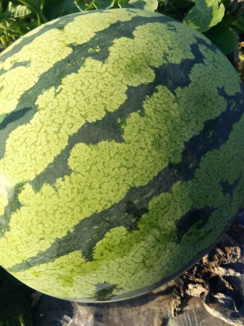 大西瓜