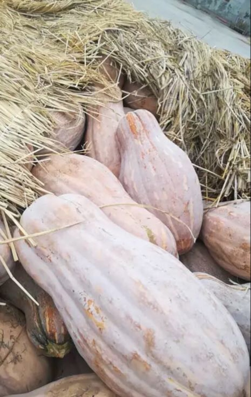 南瓜精品南瓜金韩蜜本