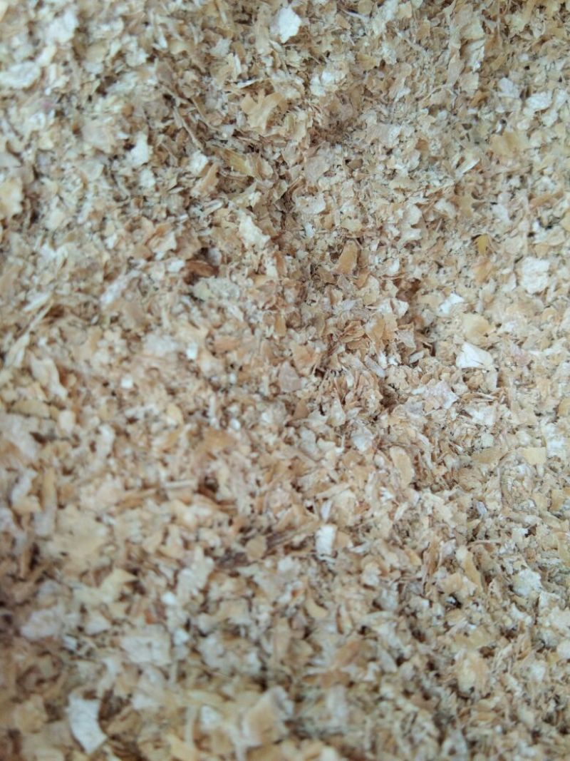 优质大片麸皮