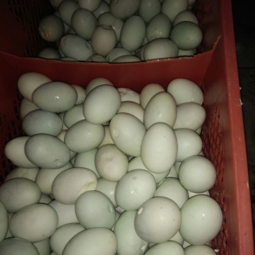 破损鸭蛋咸鸭蛋烤鸭蛋