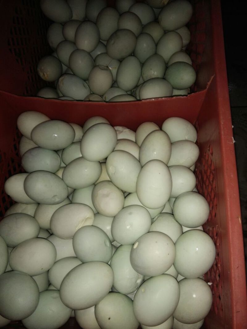 破损鸭蛋咸鸭蛋烤鸭蛋