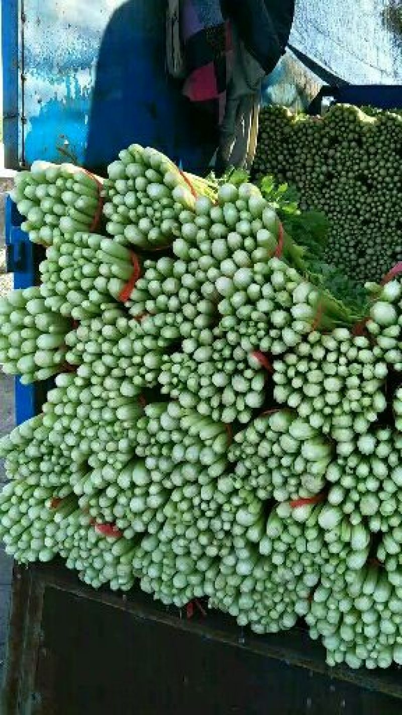 芹菜大量现货，价格合理，质量保证，合作共赢，高原夏菜