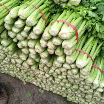 芹菜大量现货，价格合理，质量保证，合作共赢，高原夏菜