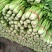 芹菜大量现货，价格合理，质量保证，合作共赢，高原夏菜