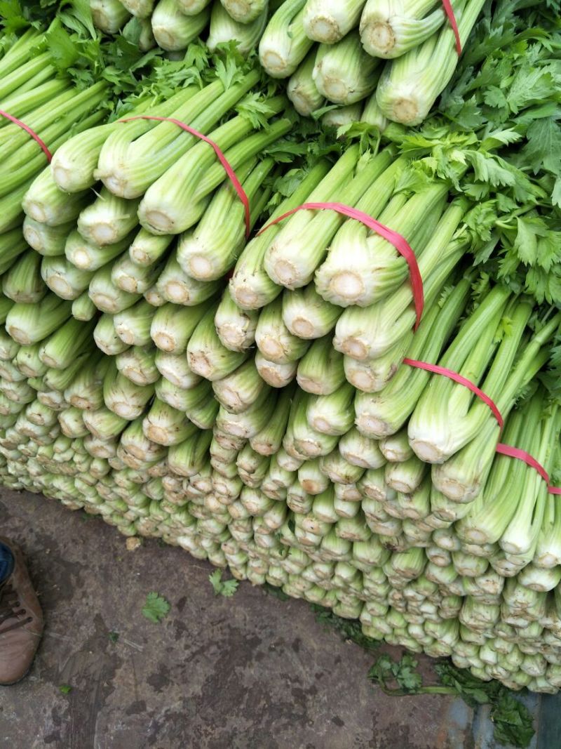 芹菜大量现货，价格合理，质量保证，合作共赢，高原夏菜
