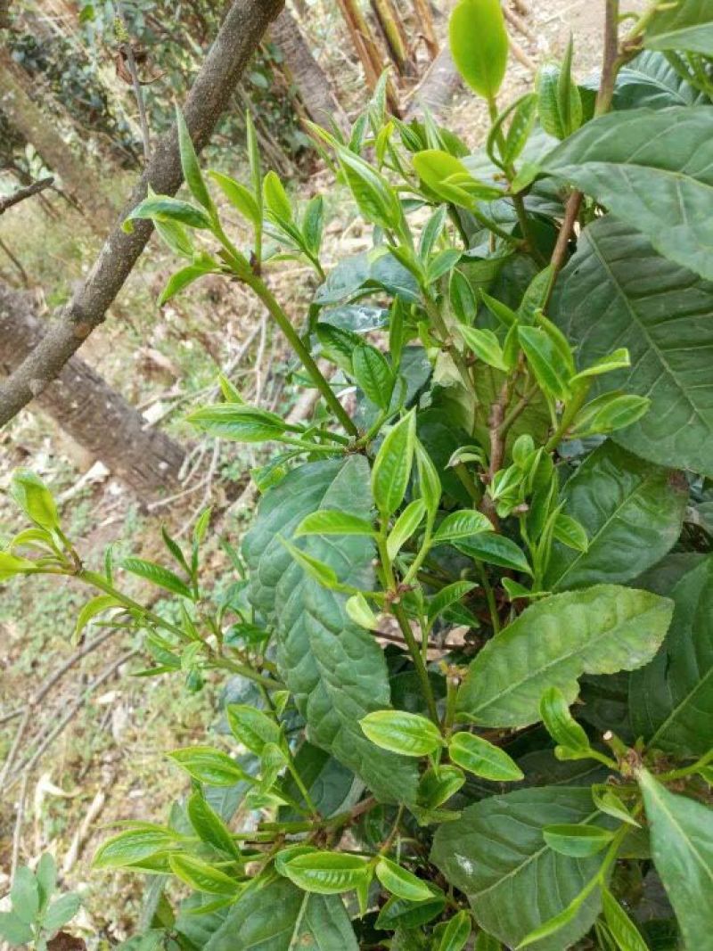 普洱生茶，晒青，古树茶。