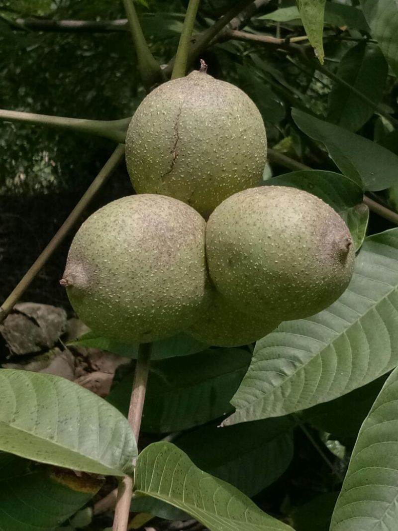 南达优质核桃