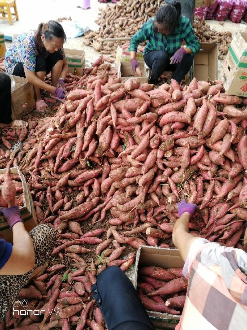 西瓜红3两以上红心，精品货、通货、货源充足