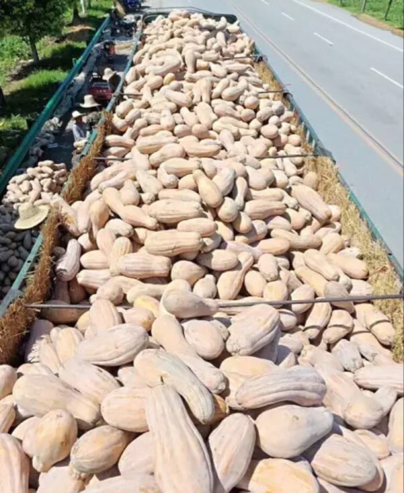 南瓜精品南瓜金韩蜜本