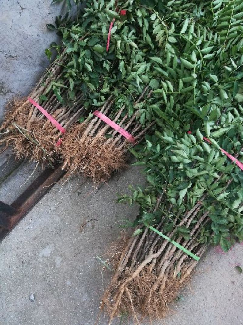 大红袍花椒苗小苗花椒芽苗狮子头花椒小苗