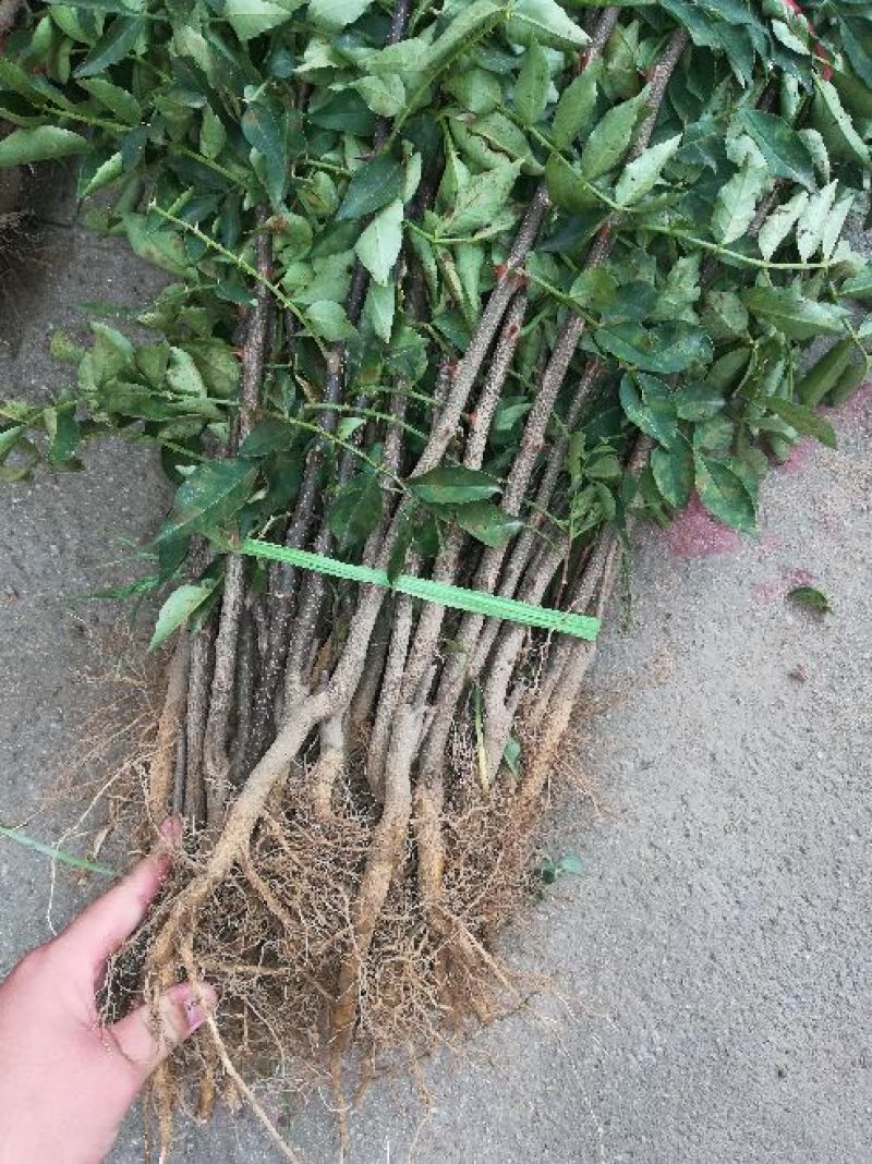 大红袍花椒苗小苗花椒芽苗狮子头花椒小苗