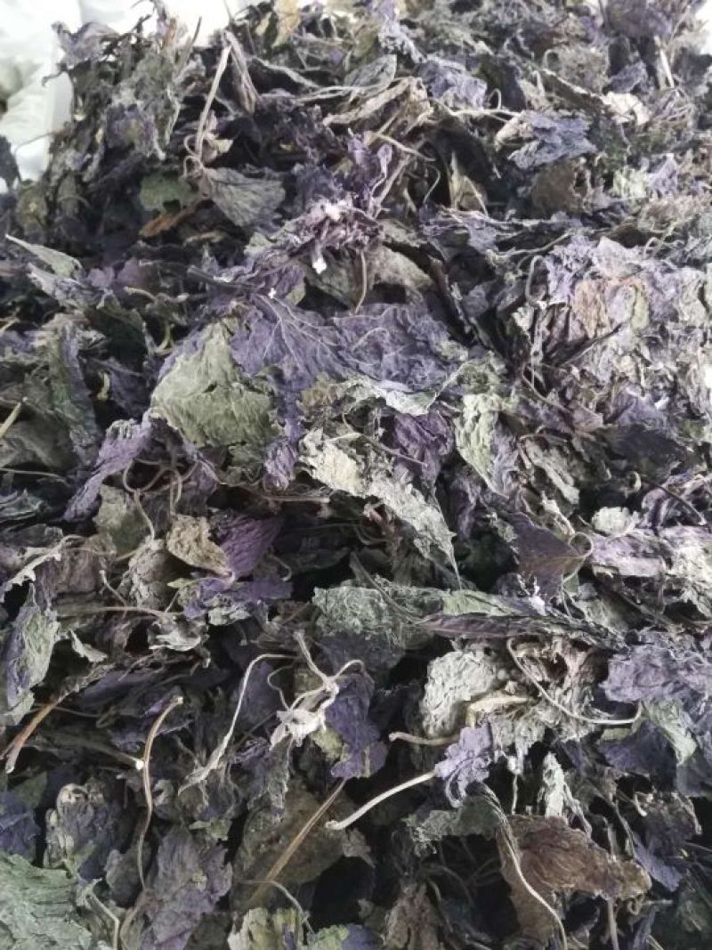 紫苏叶苏叶