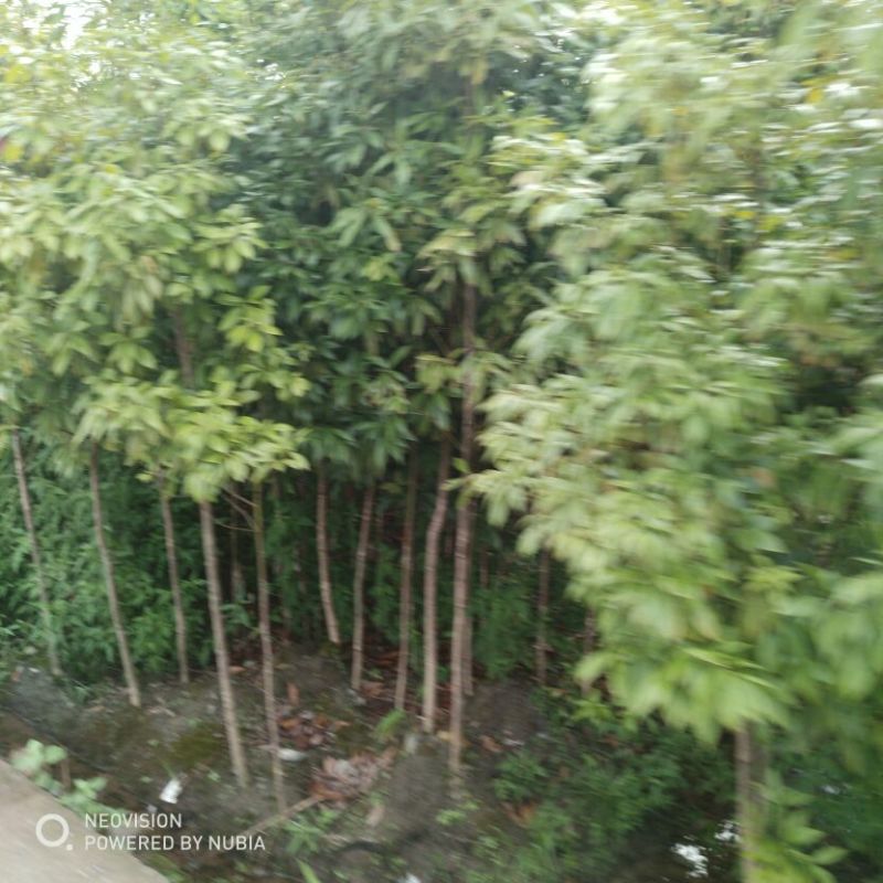 红豆彬