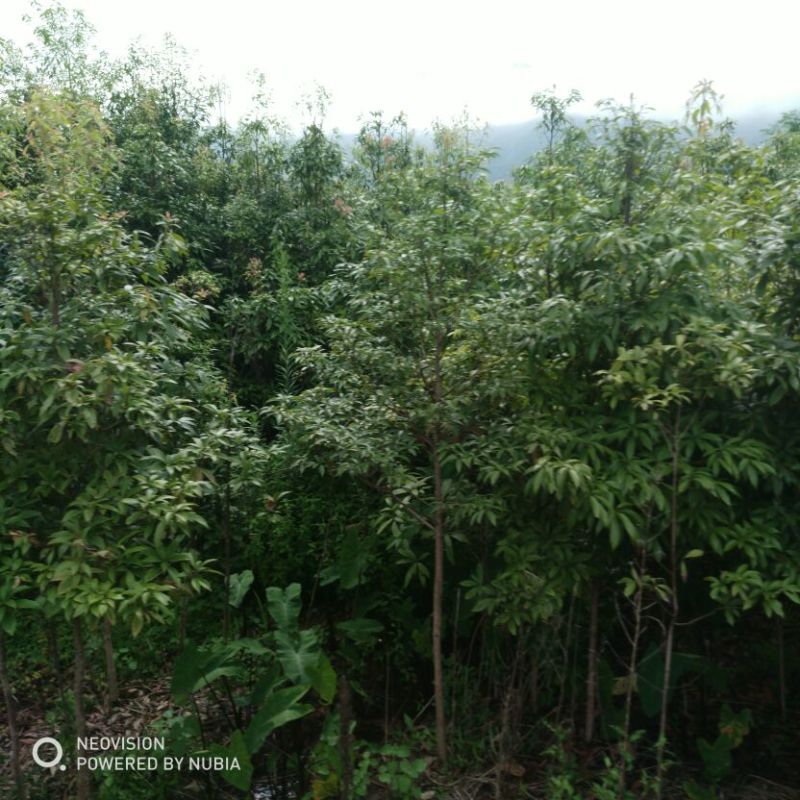 红豆彬
